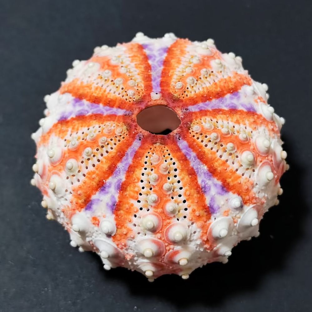 Sea Urchin Craft For For Zhuol - Aquarium Plant Holder recension och pris
