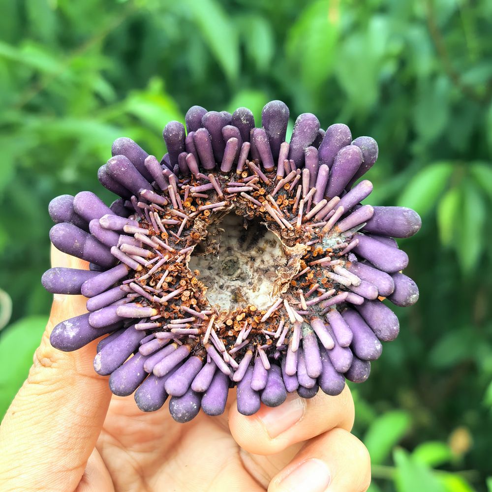 Sea Urchin Craft For For Zhuol - Aquarium Plant Holder recension och pris