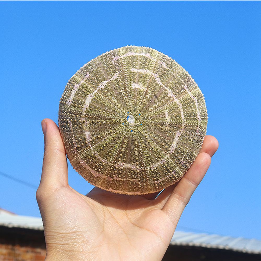 Sea Urchin Craft For For Zhuol - Aquarium Plant Holder recension och pris