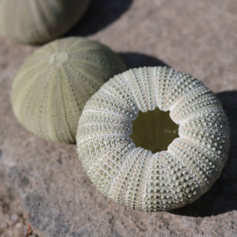 Sea Urchin Craft For For Zhuol - Aquarium Plant Holder recension och pris