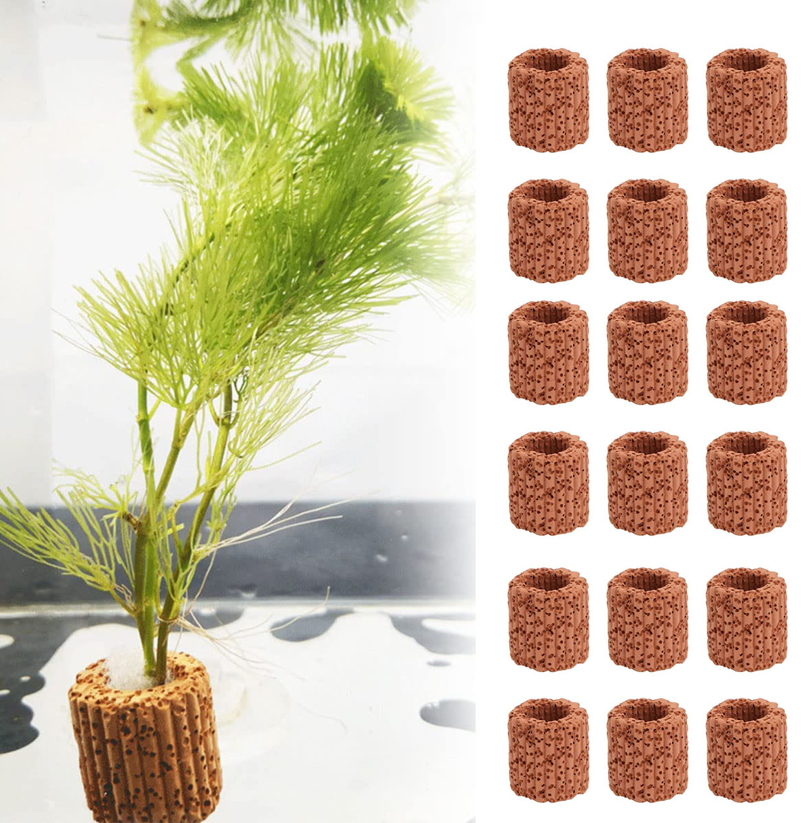 10/20Pcs Aquatic Water Plant F - Aquarium Plants Live recension och pris