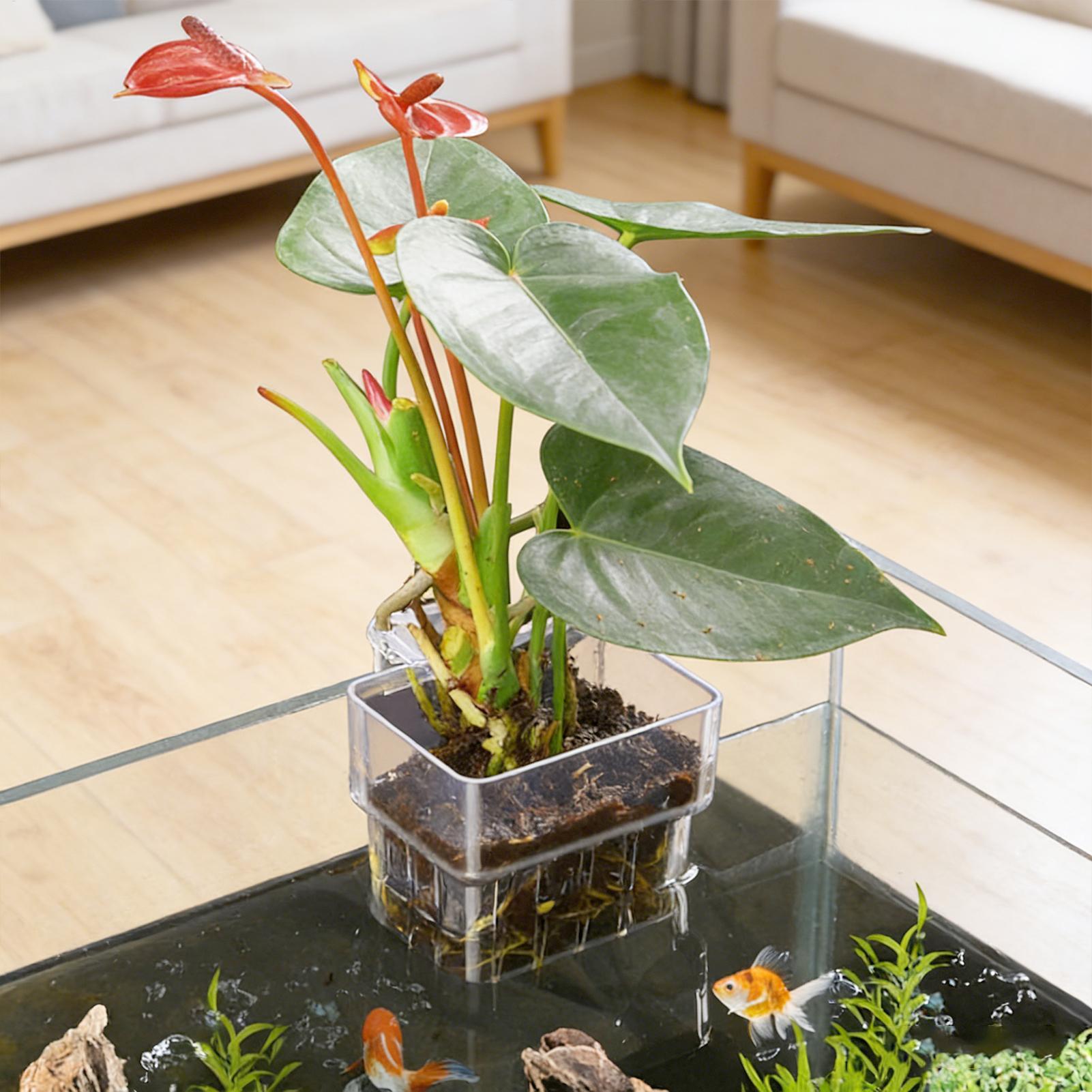 Aquarium Plant Basket Transpar - Aquarium Plants Live recension och pris