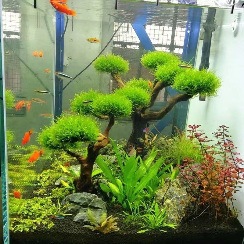 Fish tank greening wood frame  - Aquarium Driftwood recension och pris
