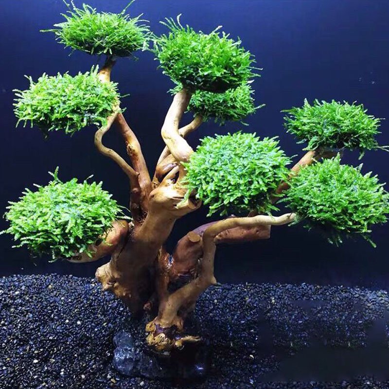 Fish tank greening wood frame  - Aquarium Driftwood recension och pris